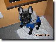Bouledogue francais, French Bulldog