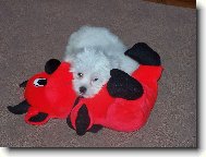 Bichon á poil frisé, Bichon Frise