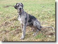 Deutsche Dogge