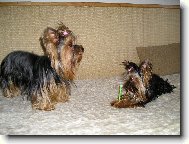 Jorkšírský terier, Yorkshire Terrier,