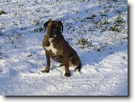 Deutscher Boxer