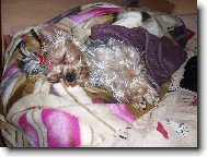 Jorkšírský terier, Yorkshire Terrier,