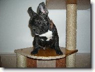 Bouledogue francais, French Bulldog