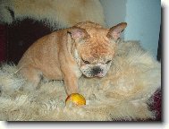 Bouledogue francais, French Bulldog