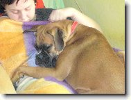 Deutscher Boxer