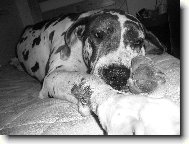 Deutsche Dogge