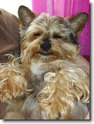 Jorkšírský terier, Yorkshire Terrier,