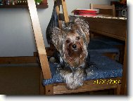 Jorkšírský terier, Yorkshire Terrier,
