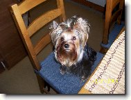 Jorkšírský terier, Yorkshire Terrier,