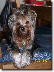 Jorkšírský terier, Yorkshire Terrier,