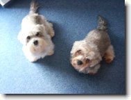 Dandie Dinmont Terrier