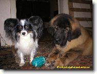 Papillon