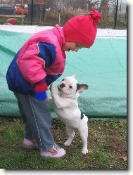 Bouledogue francais, French Bulldog
