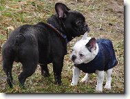 Bouledogue francais, French Bulldog