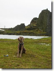 Weimaraner, Weimaraner Vorsterhund