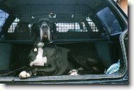 Deutsche Dogge