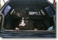 Deutsche Dogge