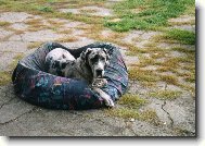 Deutsche Dogge