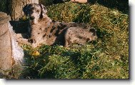 Deutsche Dogge