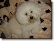 Bichon á poil frisé, Bichon Frise