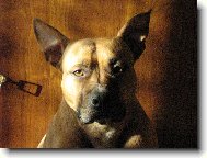 American Staffordshire Terrier