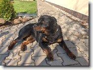 Rottweiler