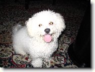 Bichon á poil frisé, Bichon Frise