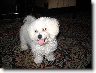 Bichon á poil frisé, Bichon Frise