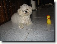 Bichon á poil frisé, Bichon Frise