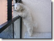 Bichon á poil frisé, Bichon Frise