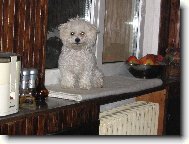 Bichon á poil frisé, Bichon Frise