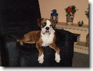 Deutscher Boxer