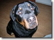 Rottweiler