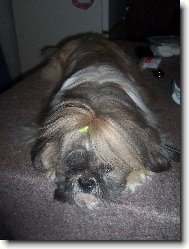 icu, Shih-Tzu