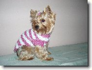 Jorkšírský terier, Yorkshire Terrier,