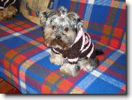 Jorkšírský terier, Yorkshire Terrier,