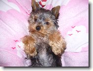 Jorkšírský terier, Yorkshire Terrier,