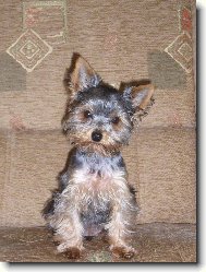 Jorkšírský terier, Yorkshire Terrier,