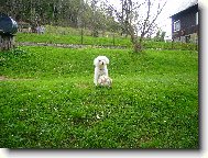 Bolognese