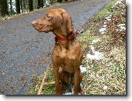 Rövidszörü Magyar Vizsla, Hungarian Short-haired Pointing Dog