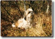 icu, Shih-Tzu
