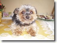Jorkšírský terier, Yorkshire Terrier,