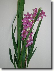 Cymbidium orchid