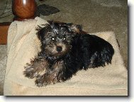Jorkšírský terier, Yorkshire Terrier,