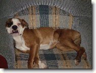 Deutscher Boxer
