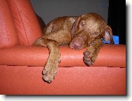 Rövidszörü Magyar Vizsla, Hungarian Short-haired Pointing Dog