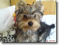 Jorkšírský terier, Yorkshire Terrier,