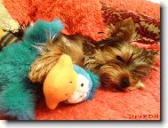 Jorkšírský terier, Yorkshire Terrier,