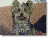 Jorkšírský terier, Yorkshire Terrier,