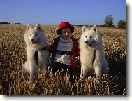 Samojedskaja Sobaka